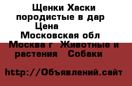 Щенки Хаски породистые в дар › Цена ­ 5 000 - Московская обл., Москва г. Животные и растения » Собаки   